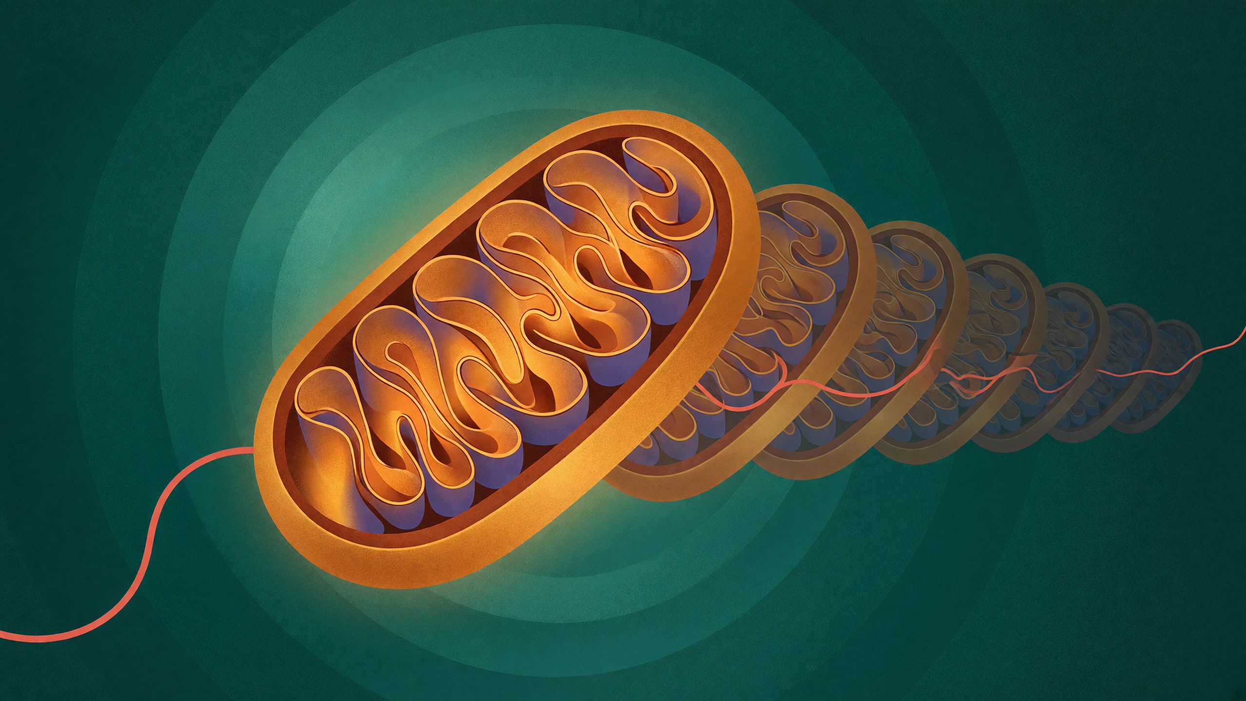 ilustracja: świecące mitochondrium z pofałdowaną błoną wewnętrzną, za nim szereg coraz ciemniejszych i zapadniętych kopii tego samego organellum